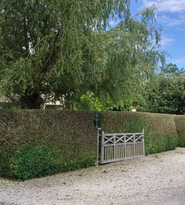 Stort träd i trädgård